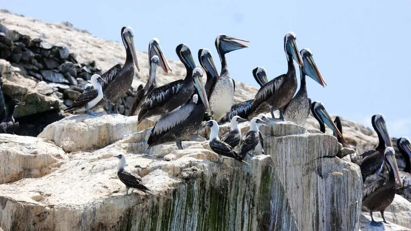 Ancient Peruvian civilisation grew mighty by harvesting guano