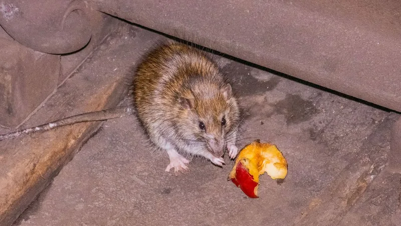 Is the Rat War Over?