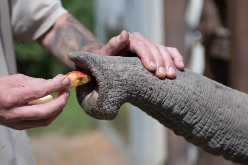 Elephants' peculiar whiskers help them sense the world around them