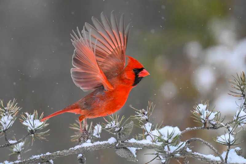 Join the Great Backyard Bird Count—for science!