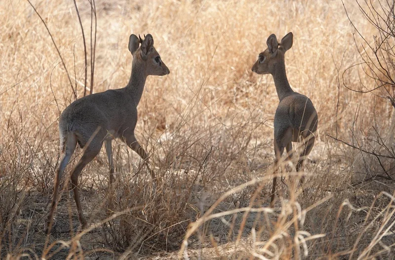 Let these nine romantic animals inspire you on Valentine’s Day