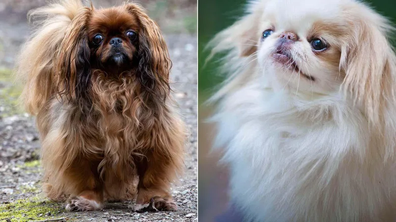 More dog breeds found to have high risk of breathing condition