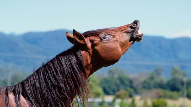 A horse's whinny is unlike any other sound in nature