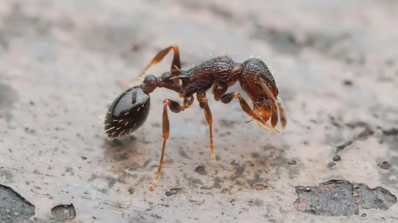Everyone's a queen: The ant species with no males or workers