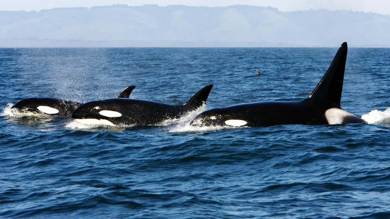 Cannibalism may explain why some orcas stay in family groups