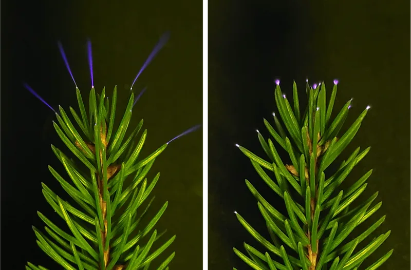 Ghostly UV sparks light up forests as thunderstorms pass overhead