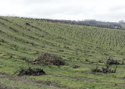 Cognac Makers Are Uprooting Vines. Dumping Supplies May Be Next