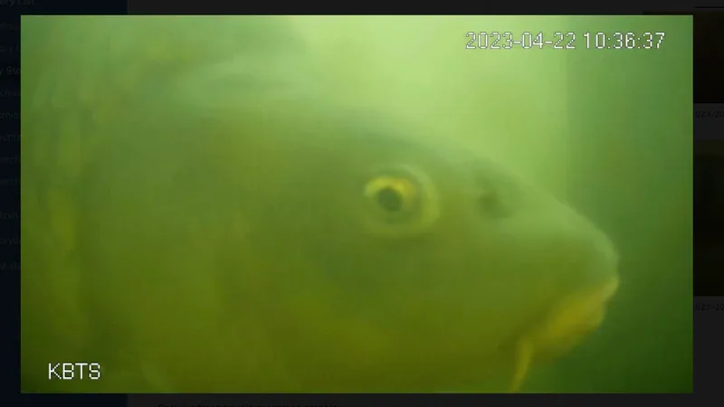 How the Dutch Fish Doorbell helps migrating fish each spring