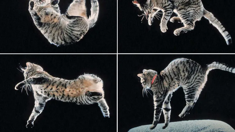 The secret of how cats twist in mid-air to land on their feet