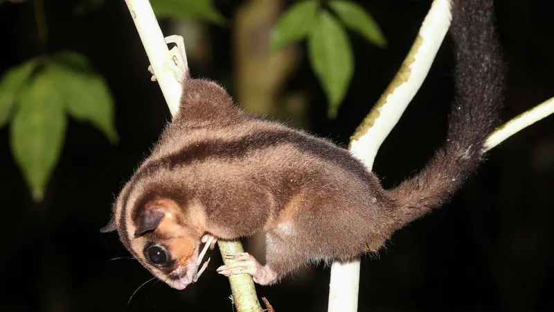 Two marsupials believed extinct for 6000 years found alive