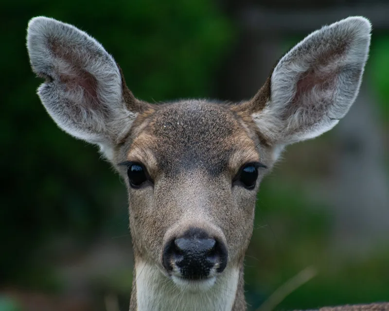 The surprising science behind why daylight saving time is good for wildlife