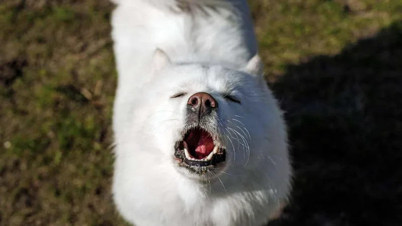 'Singing' dogs may show the evolutionary roots of musicality
