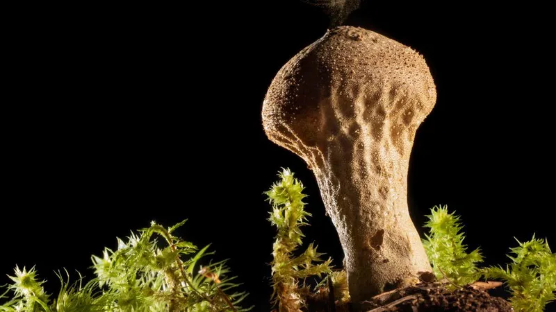 How our ancestors used mushrooms to change the course of human history