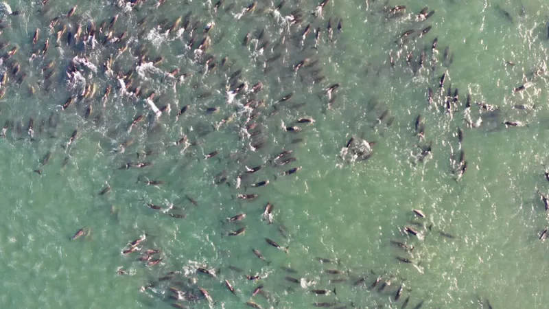 Orcas may be to blame for some mass dolphin strandings