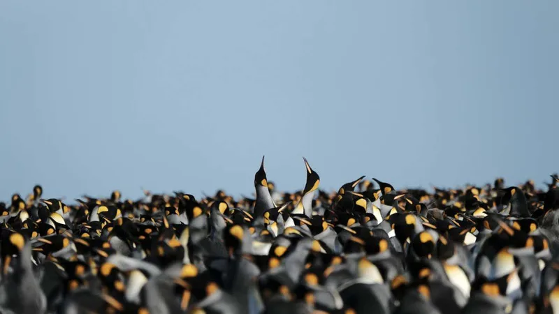 King penguins are thriving in a warmer climate, but it may not last