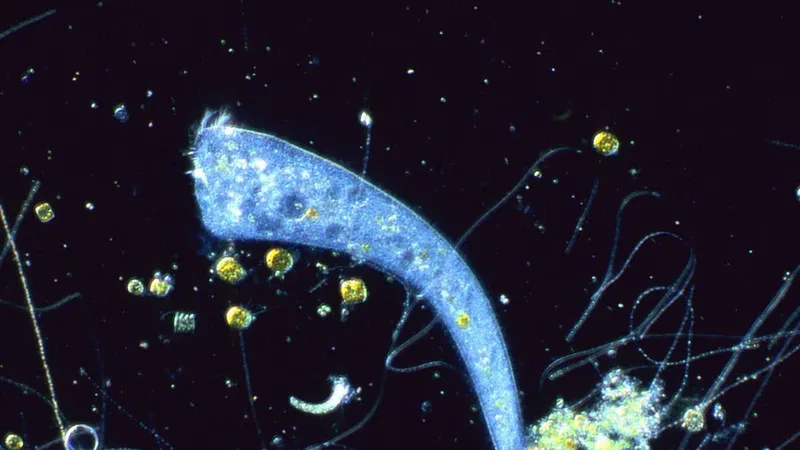 Single-celled organism with no brain is capable of Pavlovian learning