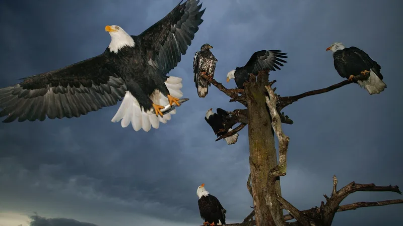These nest cams offer a rare glimpse of bald eagles