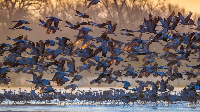 Half a million sandhill cranes are about to take to the skies—here’s how to see them