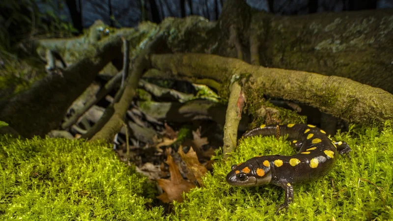 Spotted salamanders are about to take a once-in-a-year midnight trek