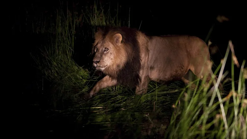 Noctourism is on the rise in Africa—here are 10 of the best safaris after dark