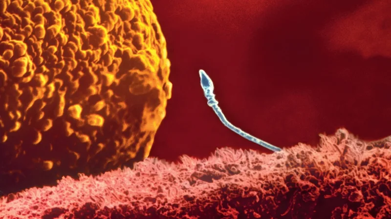 Scientists don’t know what’s causing men’s fertility to decline. But there are clues.