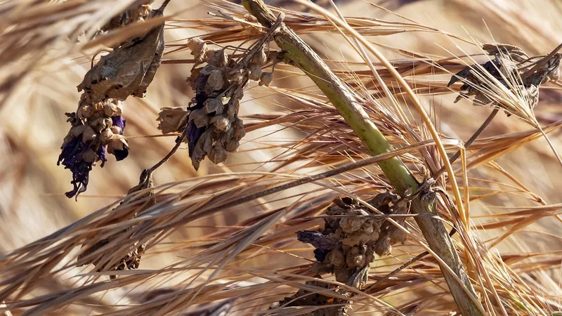 The real ‘paleo’ diet had plenty of fruits and veggies