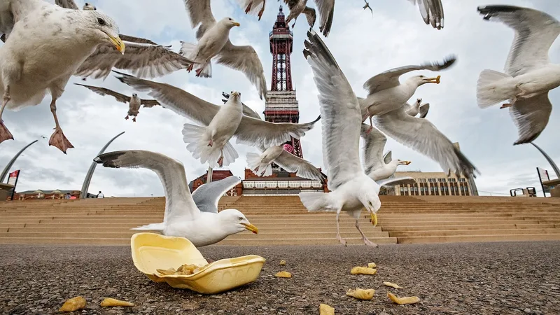 Why do gulls steal our food? Scientists experimented with French fries to find out.
