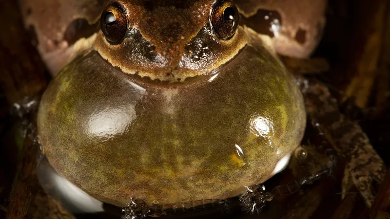 These frog mating calls may also serve as weather reports