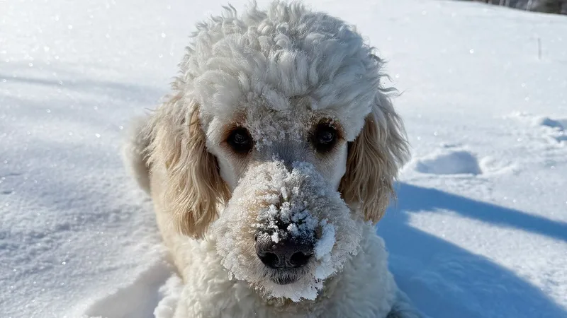 Why Everyone Has a Doodle Now