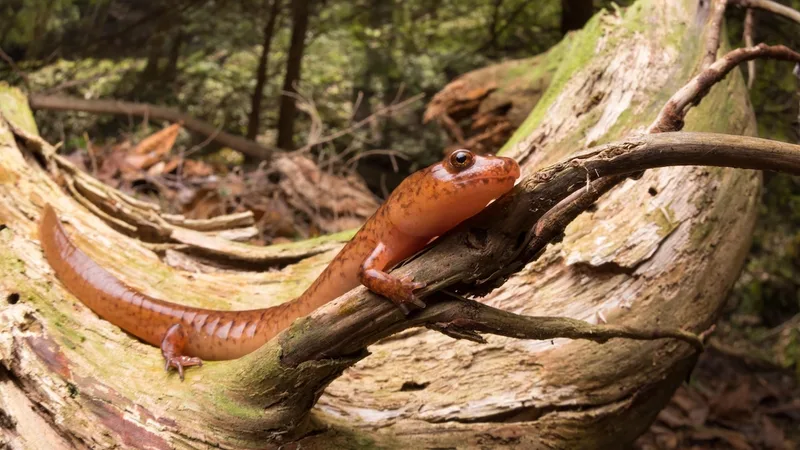 How a deadly fungus could decimate North America’s salamanders