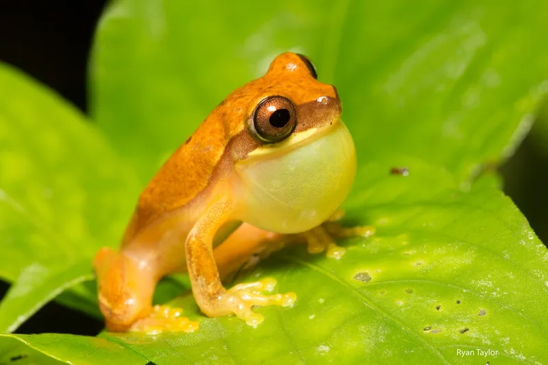 What animal are you? Humans and animals tend to like the same mating calls