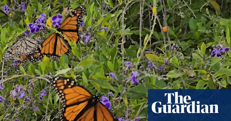 Tracking migration routes of the endangered monarch? There’s an app for that.
