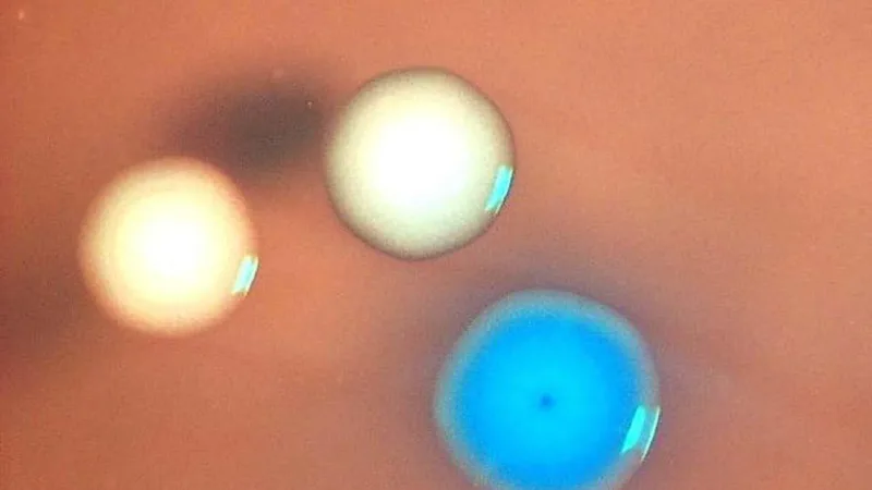 'Zombie' cells created by transplanting genomes into dead bacteria