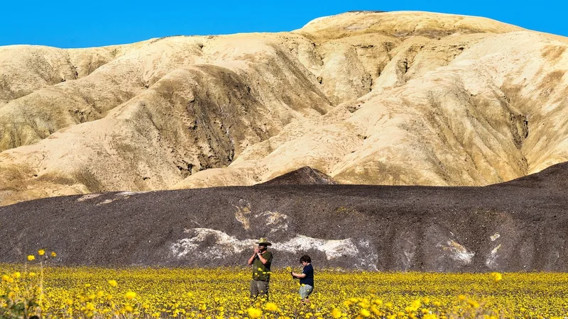 Where to see one of California’s most spectacular superblooms in years