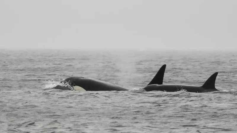 A mystery pod of orcas surprised Seattle whale watchers