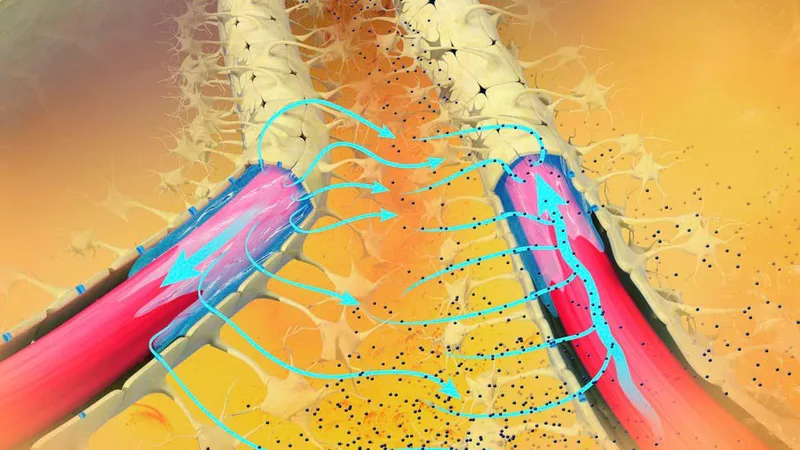 The brain's cleaning system can be boosted to rid Alzheimer's proteins