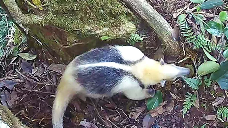 A variety of jungle animals all use one type of tree as a latrine
