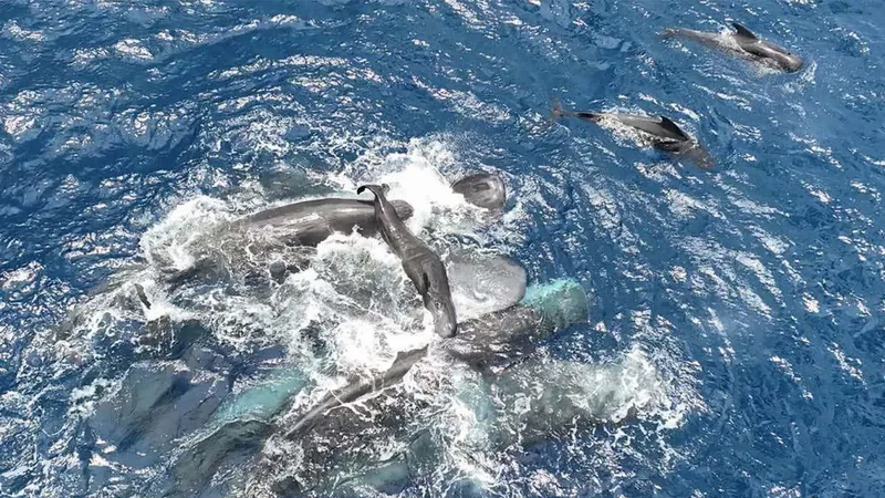 First glimpse of sperm whale birth reveals teamwork to support newborn