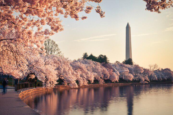 The genetic reason why cherry blossoms bloom at the same time