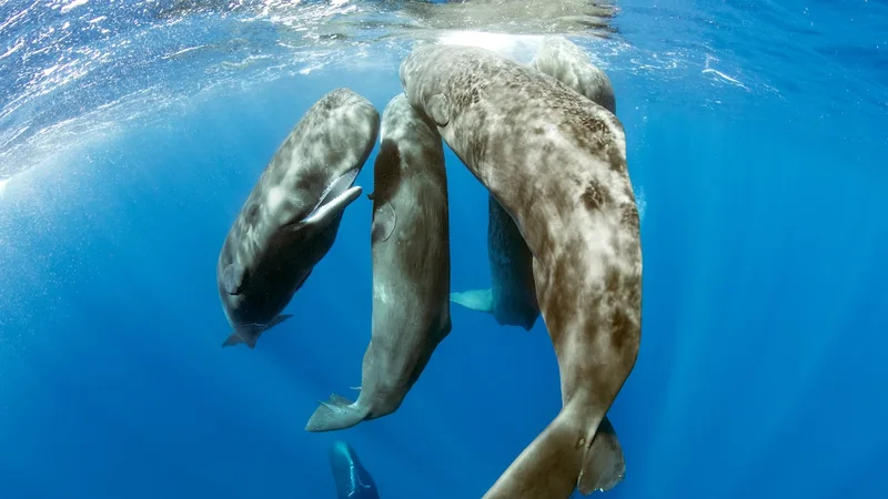 Scientists recorded a sperm whale birth up close for the first time. They discovered something extraordinary.