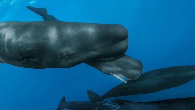 The Astonishing Lessons of a Sperm-Whale Birth