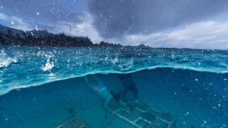 Survival of the fittest? For coral, it’s the most cooperative who may succeed.