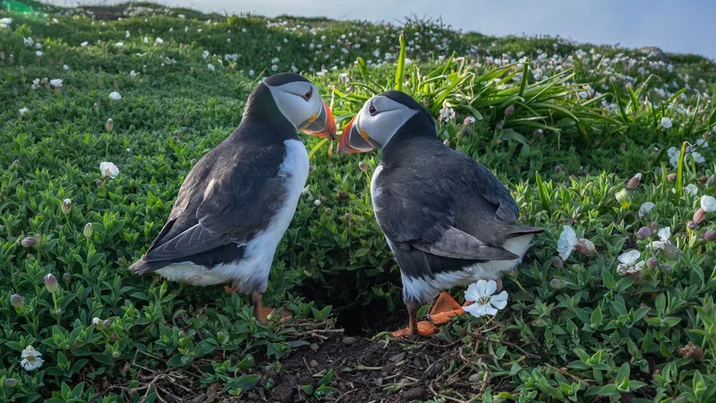 Atlantic puffins are returning to shore—here’s how to see them
