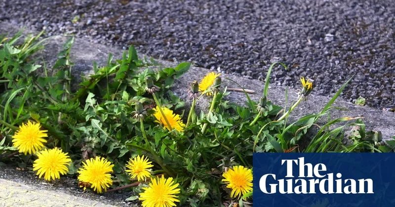 Country diary: It is our duty to delight in the dandelion