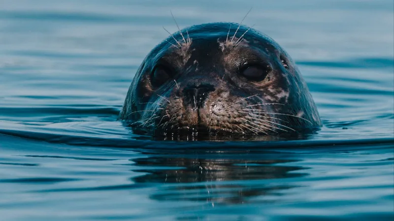 Poetry in ocean: encounters with Vancouver Island’s awe-inspiring marine life