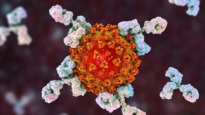 Attacks from our immune system are a cause of long covid