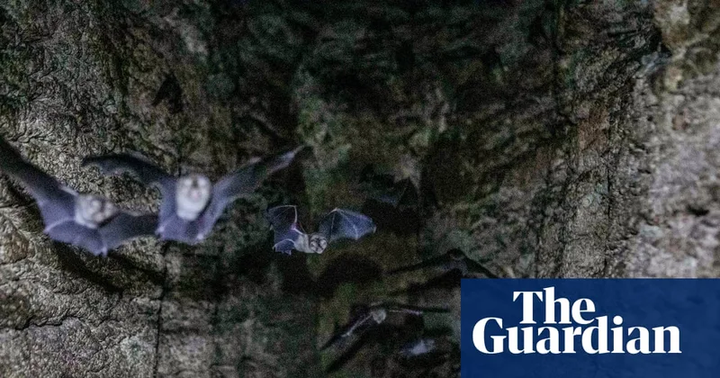 ‘Guano is far more than just droppings’: scientists uncover the secrets of bat poo in Gorongosa park