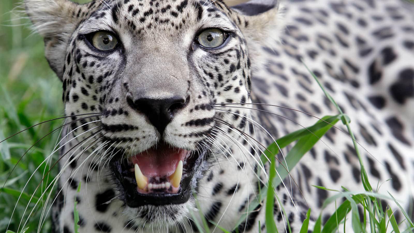 Saudi Arabia’s record donation to the National Zoo buys more than an exhibit