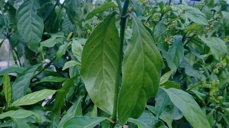 Tobacco plant altered to produce five psychedelic drugs