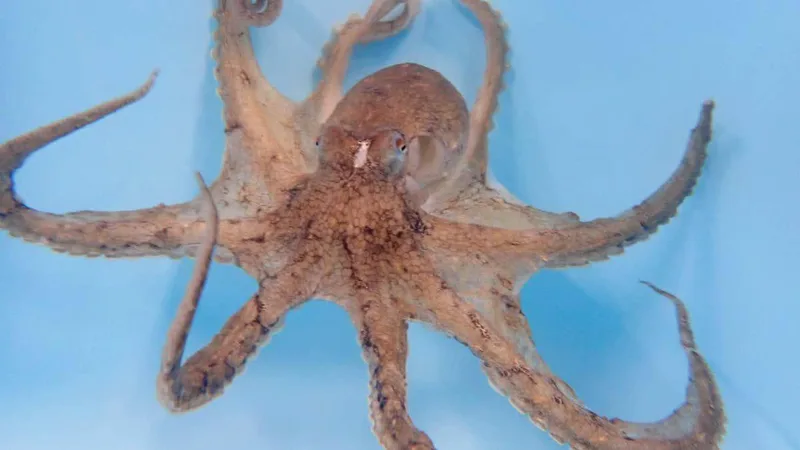 Male octopuses have a favourite arm that they mostly use for sex